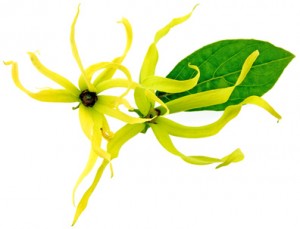 ylang-ylang1-300x229